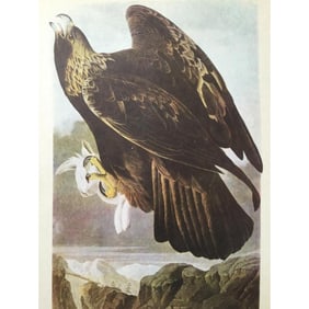 c1946 Audubon Print, #181 Golden Eagle
