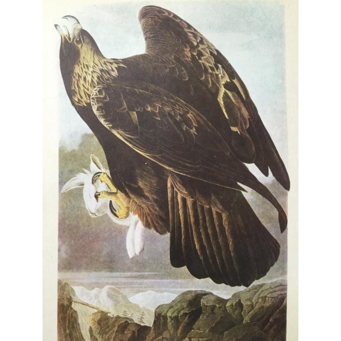 c1946 Audubon Print, #181 Golden Eagle (1 of 2)
