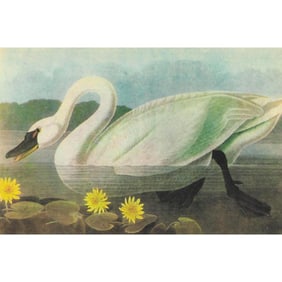 c1946 Audubon Print, #411 Whistling Swan