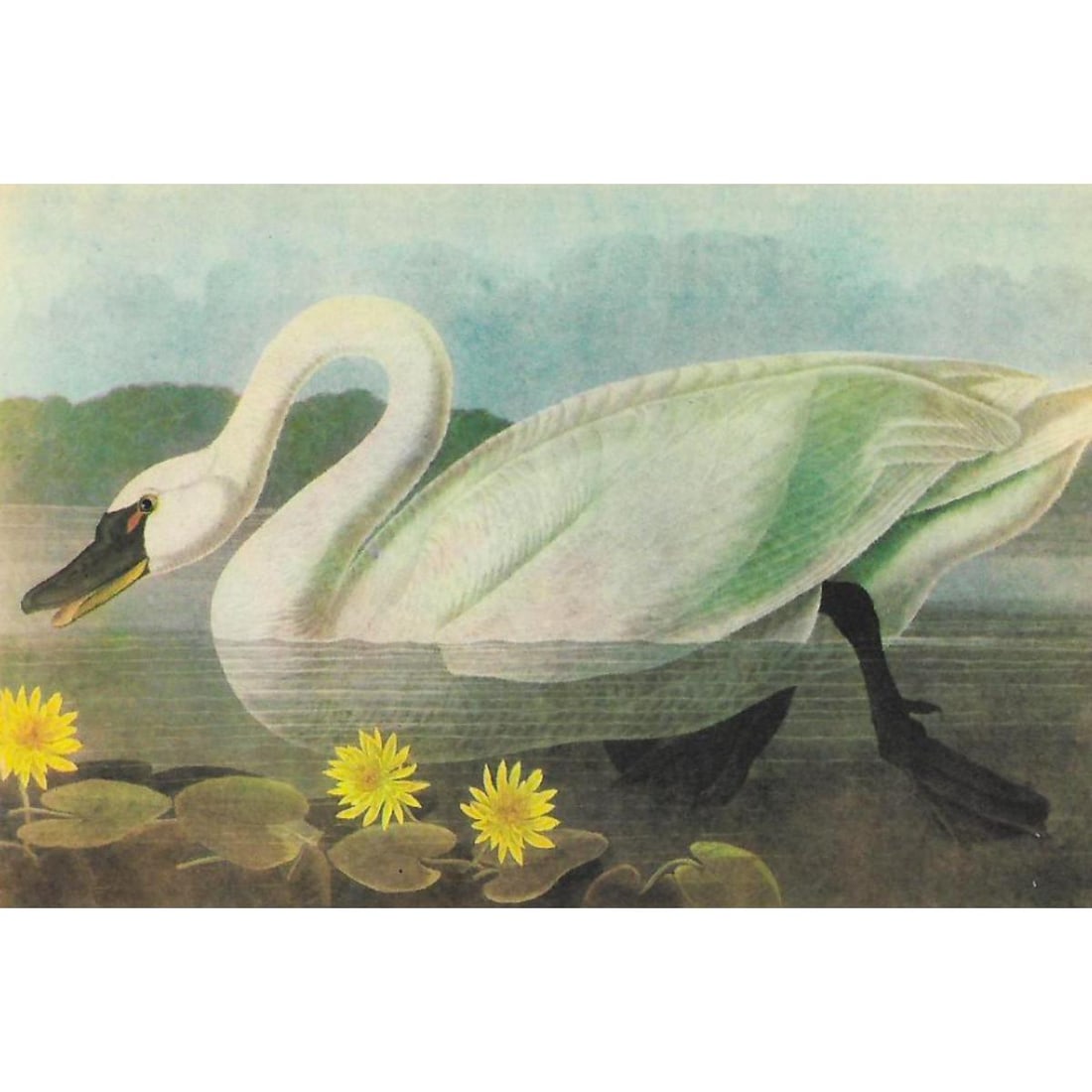 c1946 Audubon Print, #411 Whistling Swan (1 of 2)