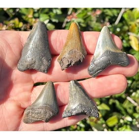 Collection of Prehistoric Sharks Teeth Fossils