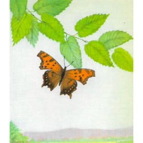 1920's Gray Comma ( Comstock ) Butterfly Color Lithograph Print