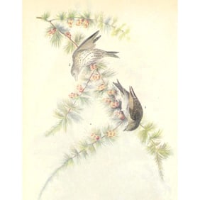 c1946 Audubon Print, #180 Pine Siskin