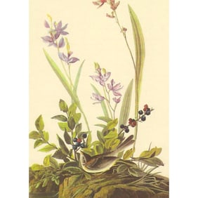 c.1950 Audubon Print, Field Sparrow