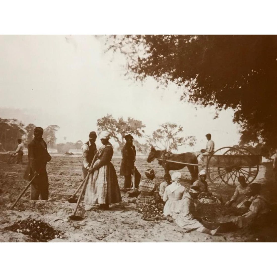 African American History, Civil War Plantation Slaves: African American History, sepia-tone photo print of Slaves at work on Pope's Plantation near Hilton Head, South Carolina, Civil War era, c. 1861. 11" X 14" on heavy card stock. Created in the early 19