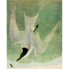 1946 Audubon #410 Gull-Billed Tern