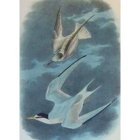 c1946 Audubon Print, # 319 Least Tern