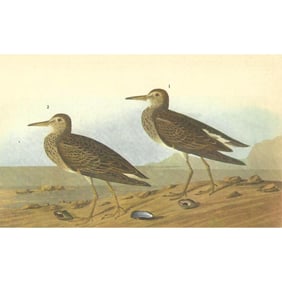 c1946 Audubon Print, #294 Pectoral Sandpiper