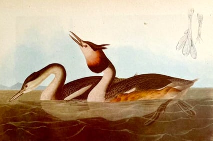 c1946 Audubon Print, # 292 Great-crested Grebe