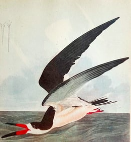 c1946 Audubon Print, #323 Black Skimmer