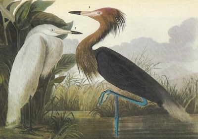 c1946 Audubon Print, #256 Reddish Egret