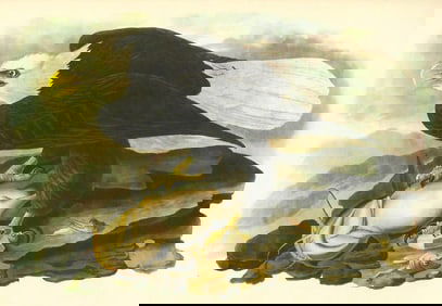 c1946 Audubon Print, #31 Bald Eagle