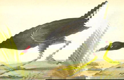 c1946 Audubon Print, #244 Florida Gallinule