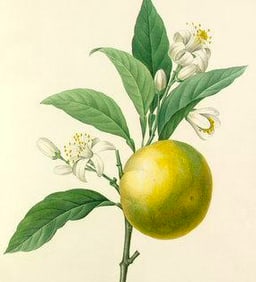 After Pierre-Jospeh Redoute, Floral Print, #89 Oranges