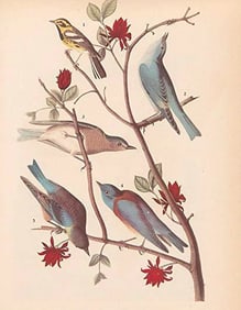 c1946 Audubon Print, #393 Warbler and Bluebirds