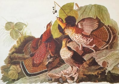 c1946 Audubon Print, #41 Ruffed Grouse