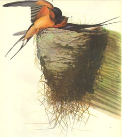 1946 Audubon Print, #173 Barn Swallow