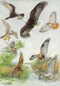 1936 Pearson Birds, Birds of Prey ( Vulture, Bald Eagle, Hawks, Osprey )