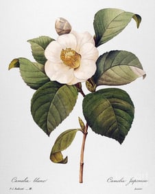After Pierre-Jospeh Redoute, Floral Print, #14 Camelia blanc ( White Camelia )
