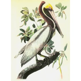 c1946 Audubon Print, #251 Brown Pelican