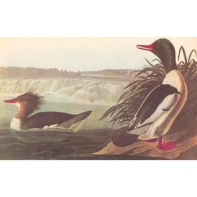 c1946 Audubon Print, #331 American Merganser