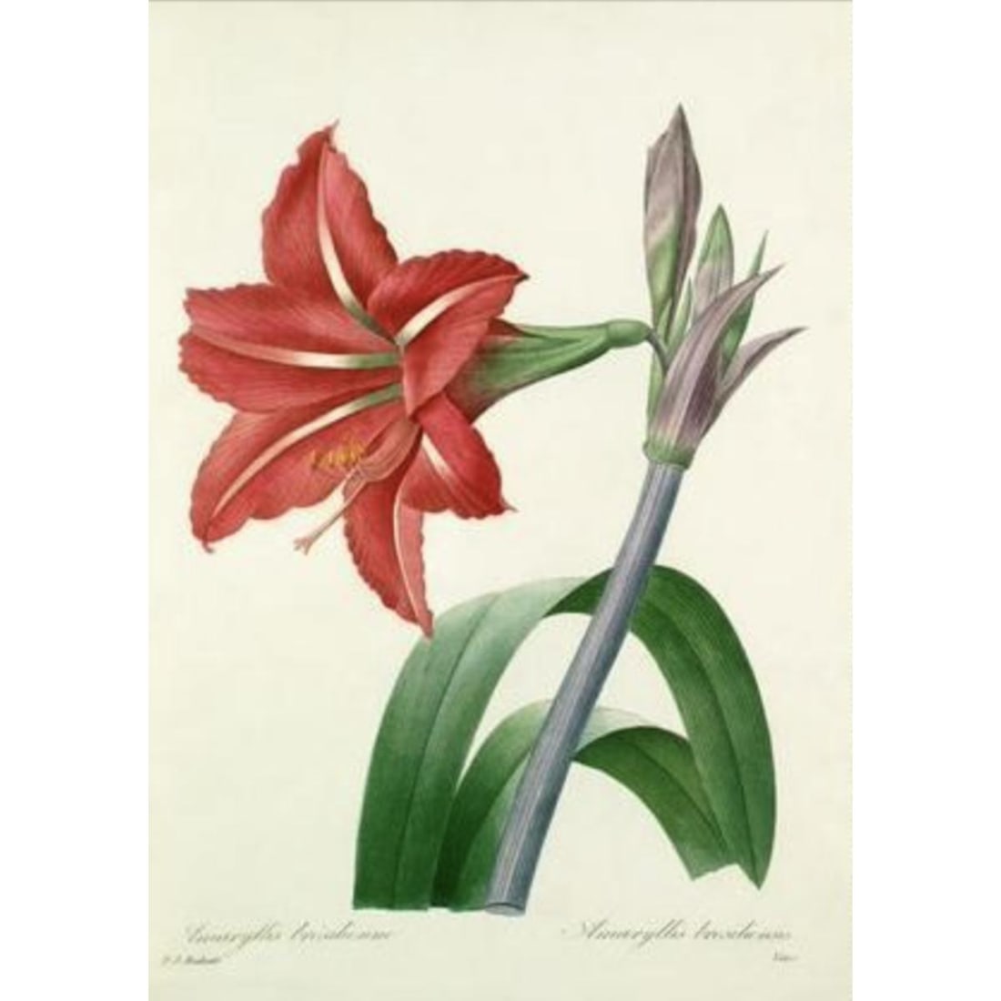 After Pierre-Jospeh Redoute, Floral Print, #4 Amaryllis: Modern print, after Pierre-Joseph Redoute ( French 1759-1840 ) Original Redoute stipple engravings with hand-coloring bring thousands of dollars per print. This modern re-print was created in the 1980