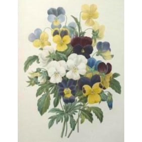After Pierre-Jospeh Redoute, Floral Print, #97 Pansies
