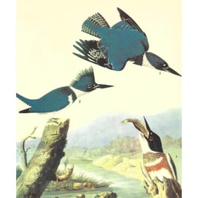 c1946 Audubon Print, #77 Belted Kingfisher