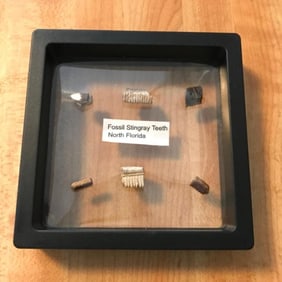 Prehistoric Stingray Fossils