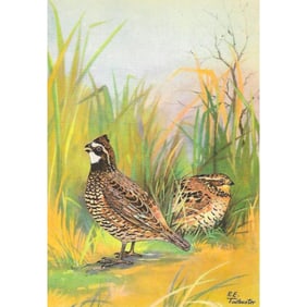 1920's Bob-White Color Lithograph Print