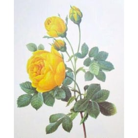 After Pierre-Jospeh Redoute, Floral Print, #128 Rose