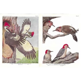 1936 Pearson's Birds Color Lithographs, Woodpeckers