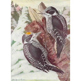 1936 Pearson Birds, #94 Woodpecker