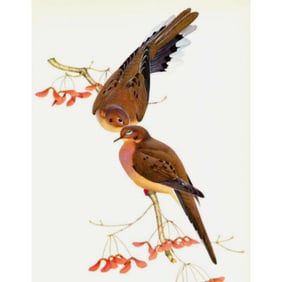 1950 Menaboni Lithograph, Eastern Mourning Dove