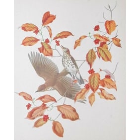 1950 Menaboni Print, Wood Thrush