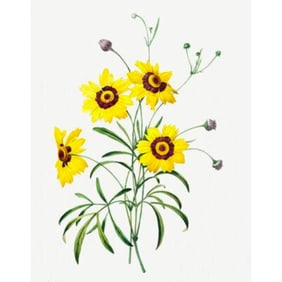 After Pierre-Jospeh Redoute, Floral Print, #24 Corcopsis ( Tickseed )