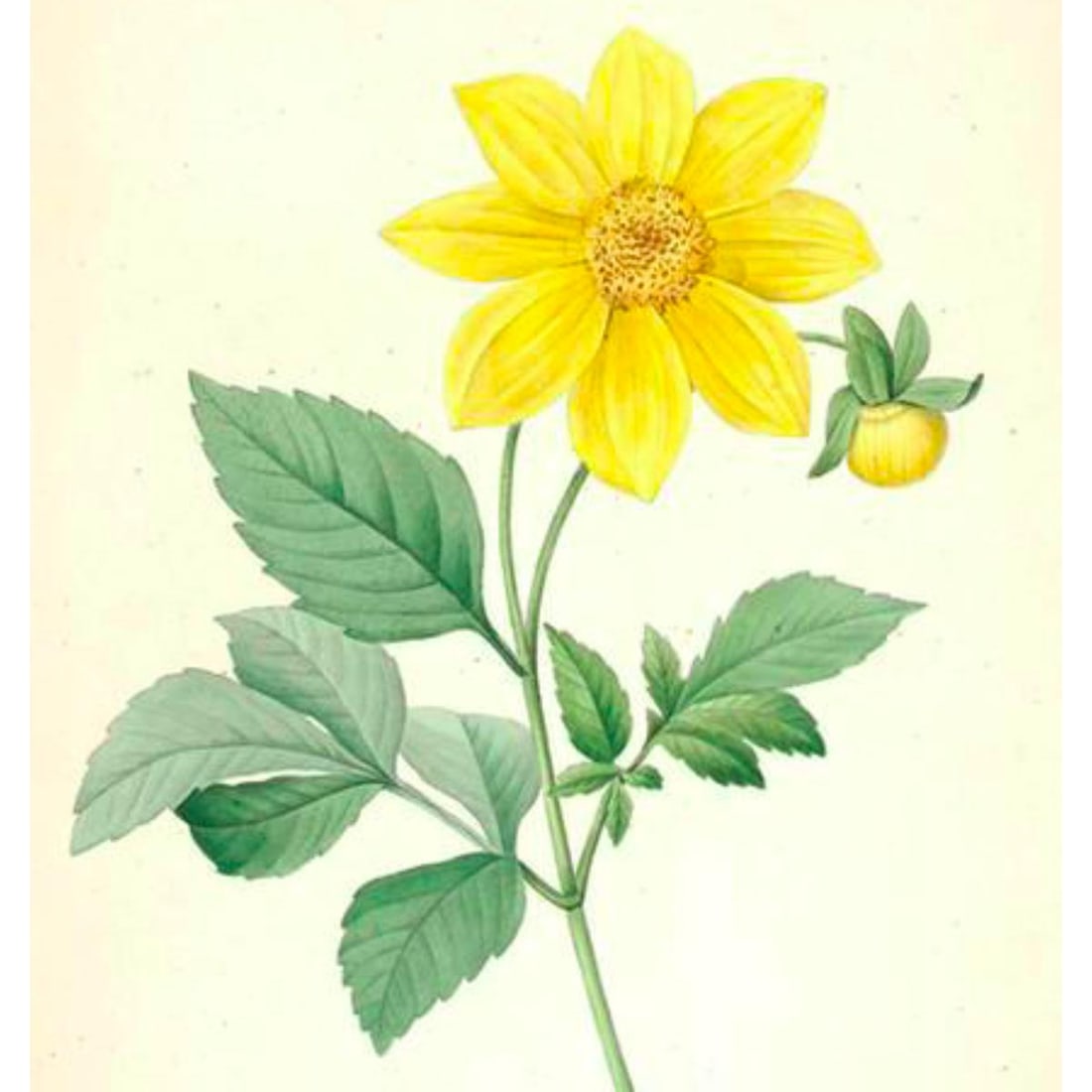 After Pierre-Jospeh Redoute, Floral Print, #29 Dalhia: Modern print, after Pierre-Joseph Redoute ( French 1759-1840 ) Original Redoute stipple engravings with hand-coloring bring thousands of dollars per print. This modern re-print was created in the 1980