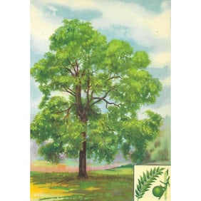 1920's Black Walnut Color Lithograph Print