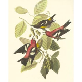 c1950 Audubon Print, White-Winged Crossbill