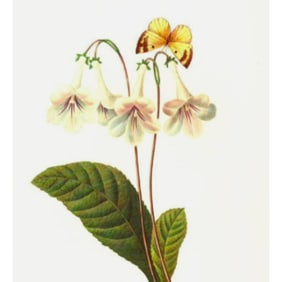 After Pierre-Jospeh Redoute, Floral Print, #137 Gloxina