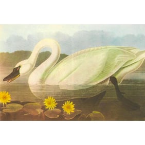 c1950 Audubon Print, Whistling Swan