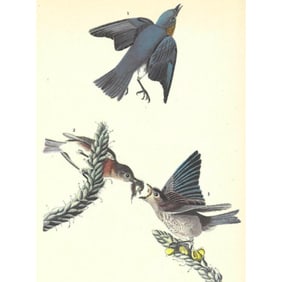 c1946 Audubon Print, #113 Bluebird