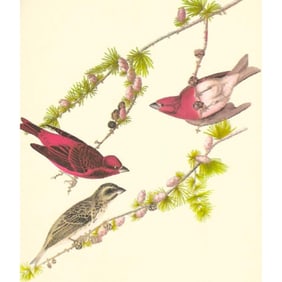 c1950 Audubon Print, Purple Finch