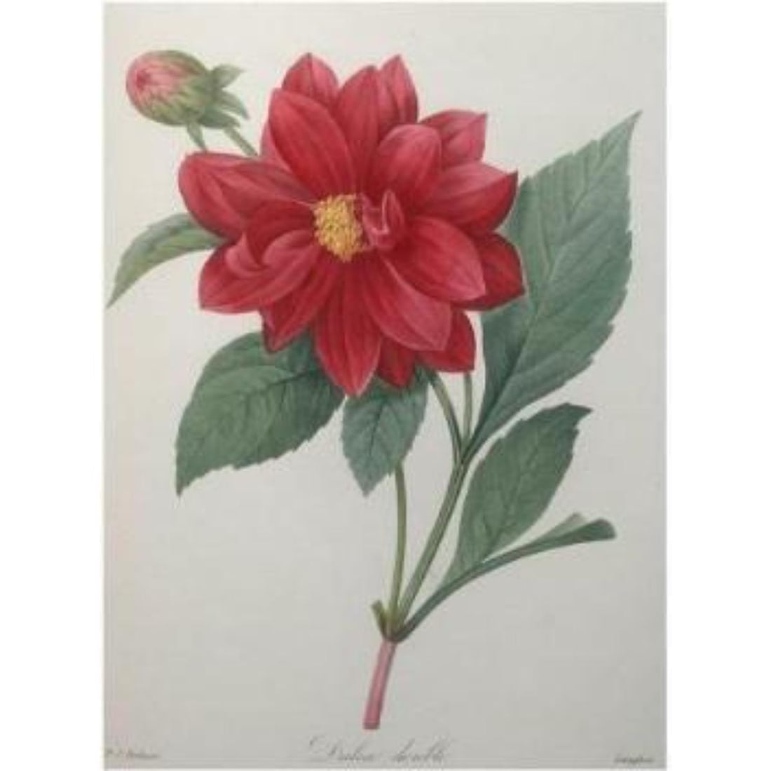 After Pierre-Jospeh Redoute, Floral Print, #30 Dalhia: Modern print, after Pierre-Joseph Redoute ( French 1759-1840 ) Original Redoute stipple engravings with hand-coloring bring thousands of dollars per print. This modern re-print was created in the 1980