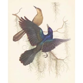 1950 Menaboni Bird Lithograph, Boat-tailed Grackle