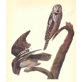 c1946 Audubon Print, #378 Hawk Owl