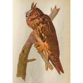 c1946 Audubon Print, #383 Long-Eared Owl