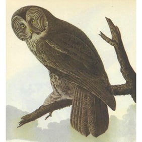 c1946 Audubon Print, #351 Great Gray Owl