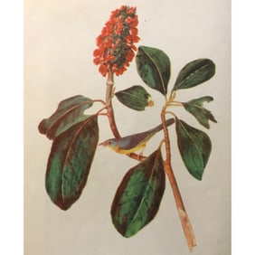 c1946 Audubon Print, #5 Canada Warbler