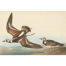 c1946 Audubon Print, # 304 Ruddy Turnstone